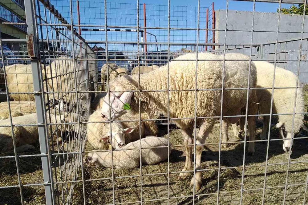 Odvezao stoku i nije platio