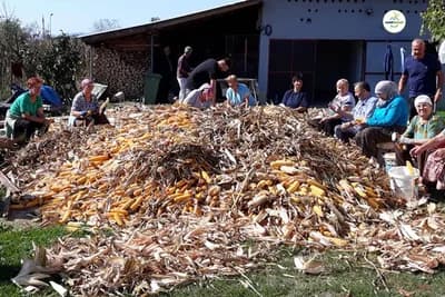U Dubravama kao nekada perušanje kukuruza