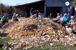 U Dubravama kao nekada perušanje kukuruza