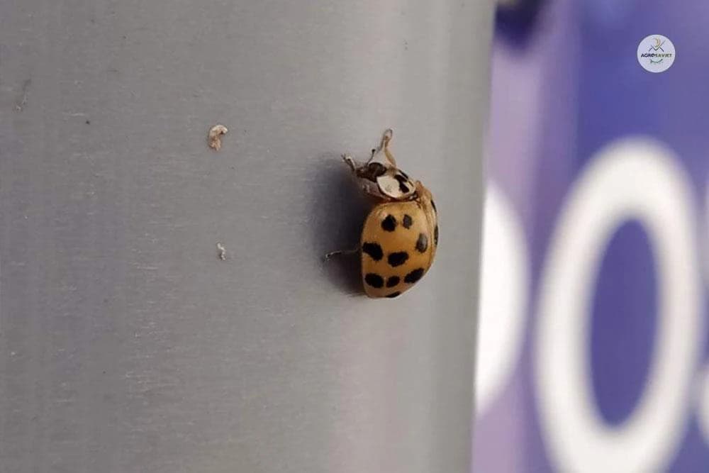 Da li je AZIJSKA BUBAMARA štetočina