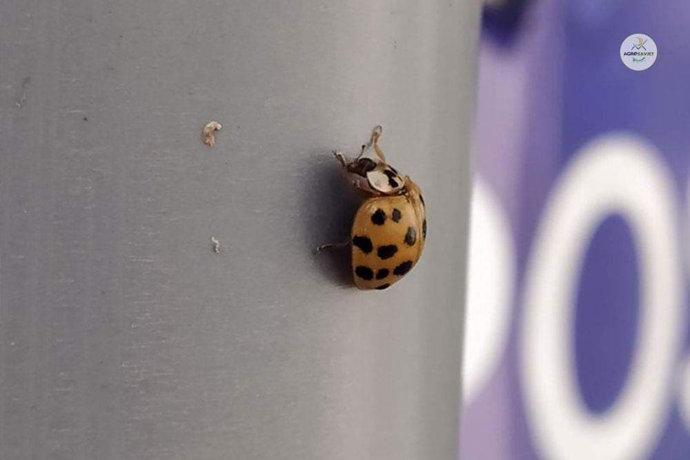 Da li je AZIJSKA BUBAMARA štetočina