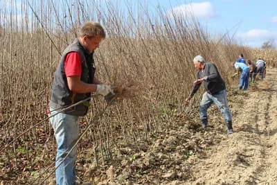 Proizvođačima voćnih sadnica iz Srpske otvoren put na tržište Ruske Federacije