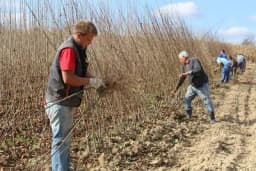 DOBRA SEZONA ZA PROIZVOĐAČE VOĆNIH SADNICA Šljiva, dunja i lješnik zamjenjuju jabuke i kruške