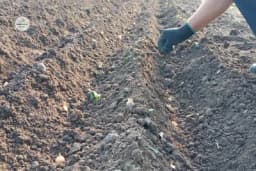 Proizvodnja crnog luka na otvorenom polju - Obratite pažnju na zemljište