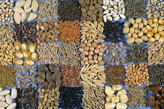 Kako da odaberete dobro sjeme za narednu godinu