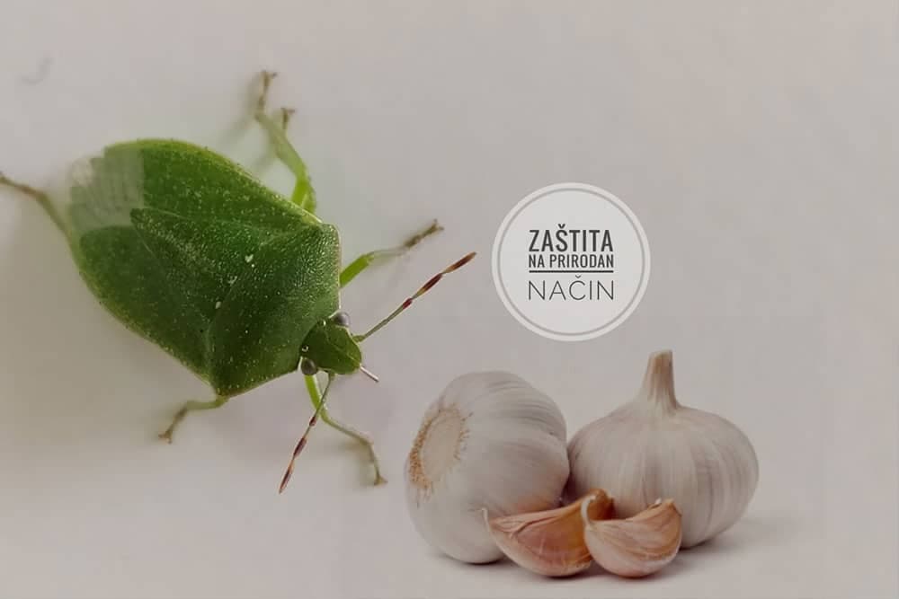 DOMAĆE SREDSTVO PROTIV SMRDIBUBA