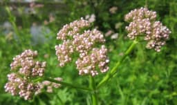 Pet ljekovitih biljaka protiv stresa i nervoze