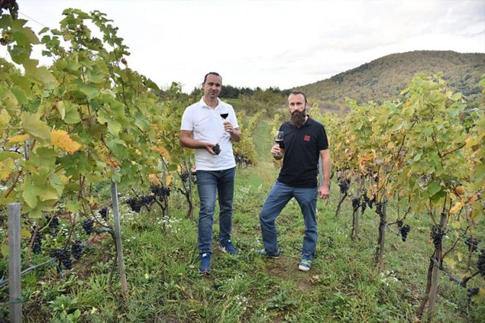 "Imamo bogomdanu zemlju i klimu za uzgoj vinove loze"