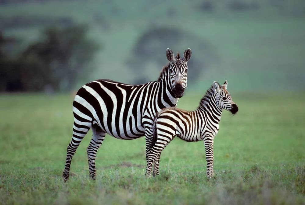 Zašto zebre imaju pruge