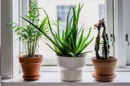 Da li ste znali za ljekovita svojstva sobnih biljaka?