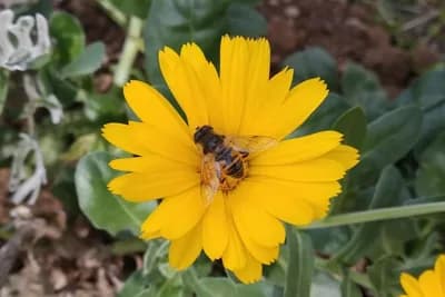 Bez muva, bubašvaba i pčela nastao bi ekološki haos