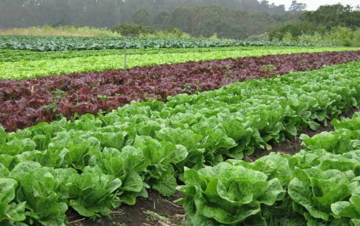Kako protiv najčešćih bolesti zelene salate