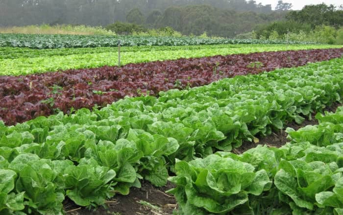 Kako protiv najčešćih bolesti zelene salate