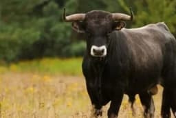 Bik ostavio dva sela bez struje