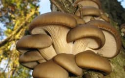 Biznis mladih Tuzlaka doživio bum ovog proljeća - Svježe ubrane gljive bukovače dostavljaju i na kućnu adresu