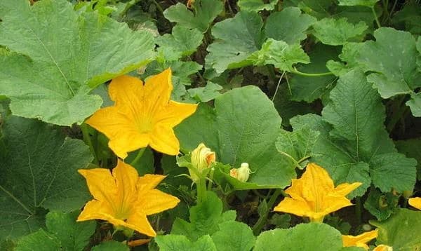 UBLAŽITE SIMPTOME PREHLADE POMOĆU LISTA OD BUNDEVE, BELOG LUKA ILI NANE