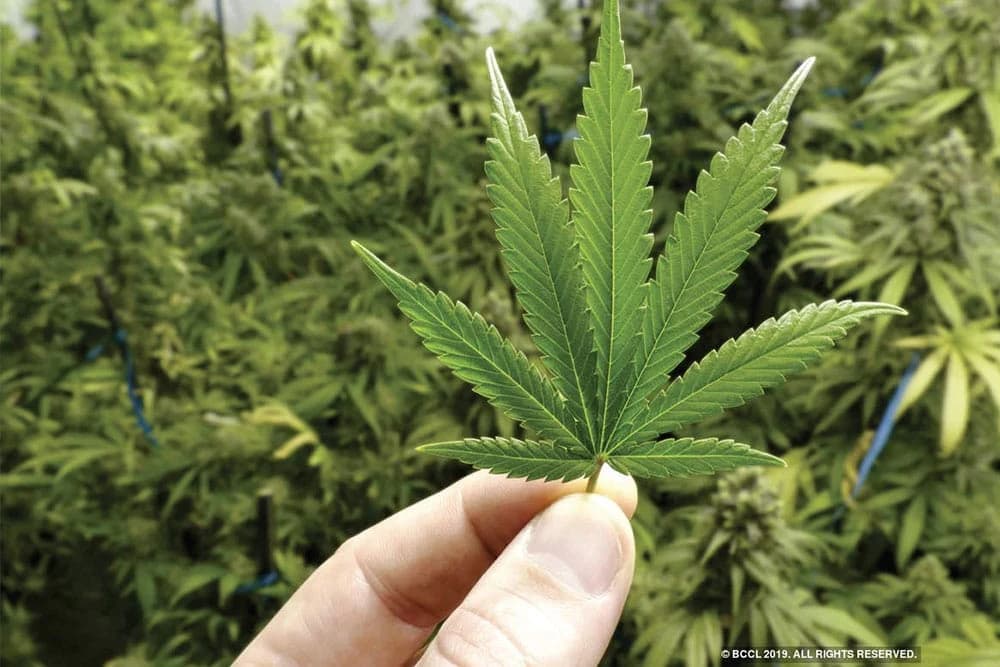 Marihuana - podstrek za razvijanje nauke, lijekova i privrede u svijetu