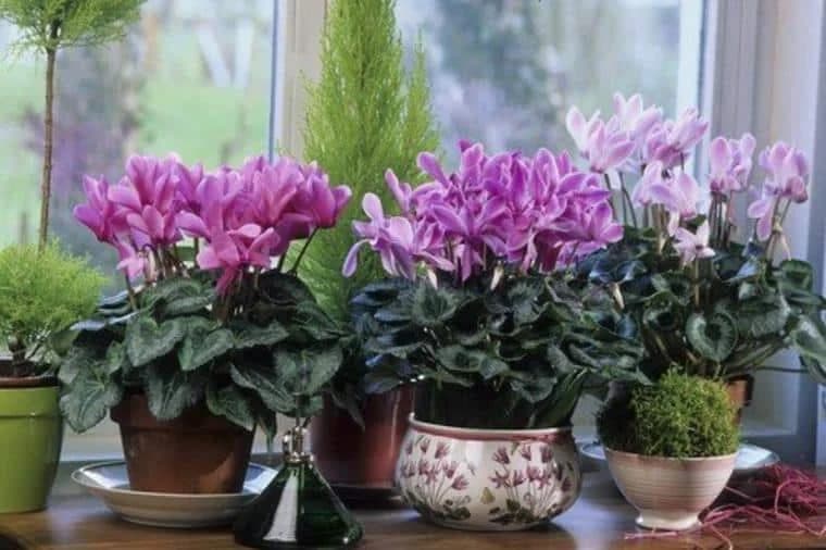 EVO KAKO DA CIKLAMA UVIJEK CVJETA