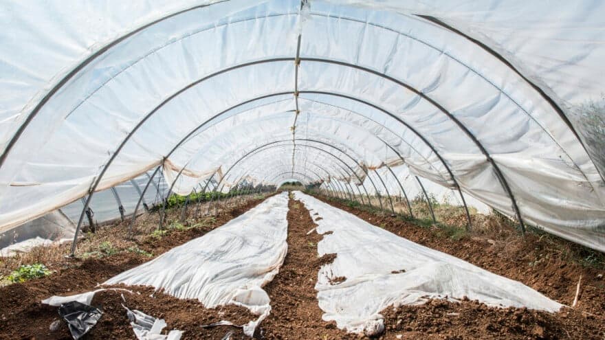 Pokrovni materijali daju veći prinos i kvalitet povrća
