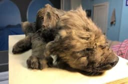 U Sibiru pronađen "pas" star 18.000 godina