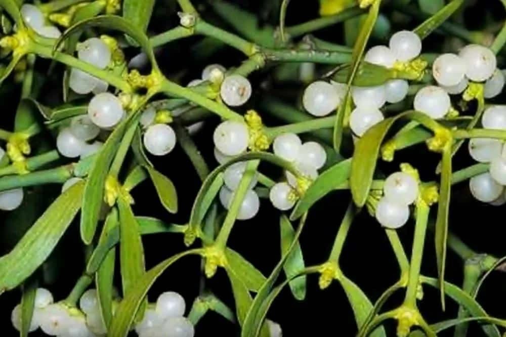 TRAVARI SE KUNU U NJU -  Kažu da liječi najzloćudnije bolesti, ali morate dobro paziti oko ove biljke!