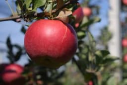 Evo kako klimatske promjene mogu uticati na nestanak crvenih jabuka