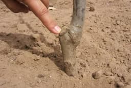 Kalemljenje voćaka - Od čega zavisi uspjeh