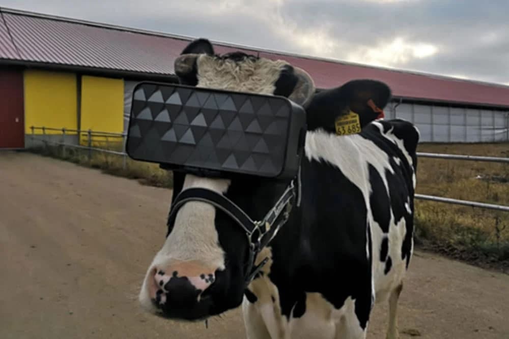 Krave na ovoj farmi nose VR naočare i daju mnogo više mlijeka
