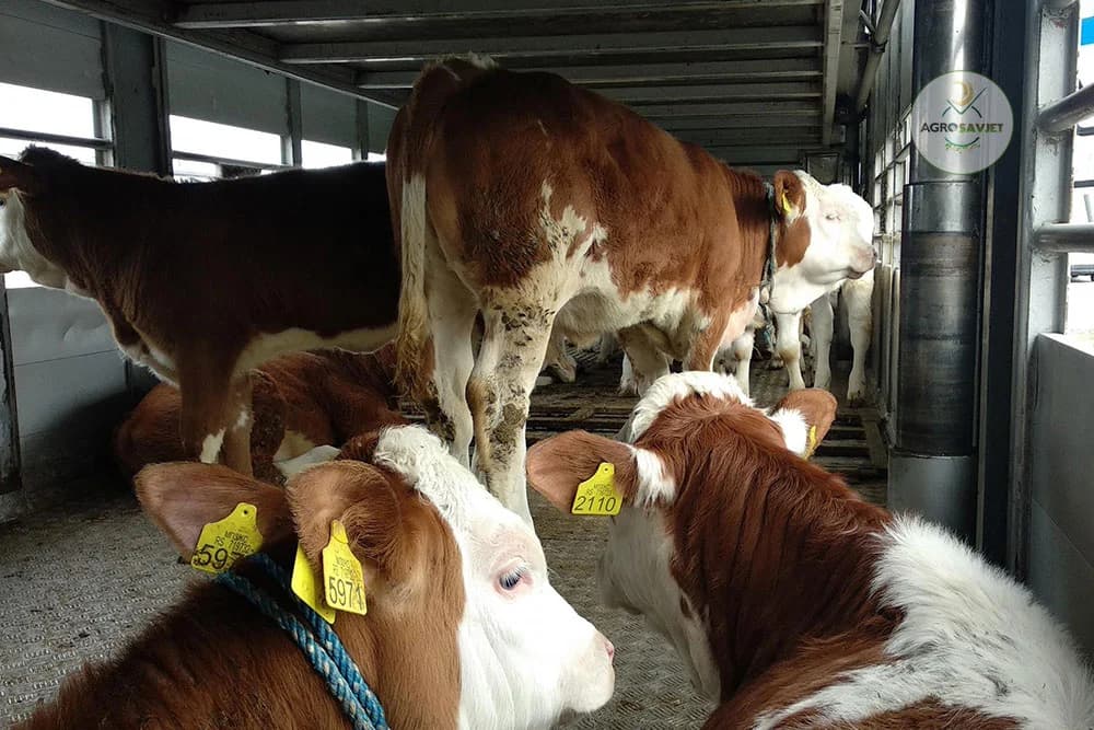 Svega pet kamiona junetine otišlo iz BiH za Tursku