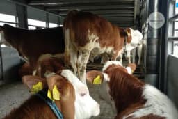 Svega pet kamiona junetine otišlo iz BiH za Tursku