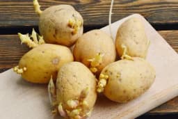 Pravilno naklijavanje i upotreba sječenog krompira za sadnju