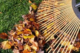 Dezinfekcija opalog lišća u voćnjacima