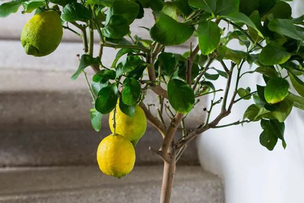 Unosan biznis: Evo kako da gajite limun i lijepo zaradite