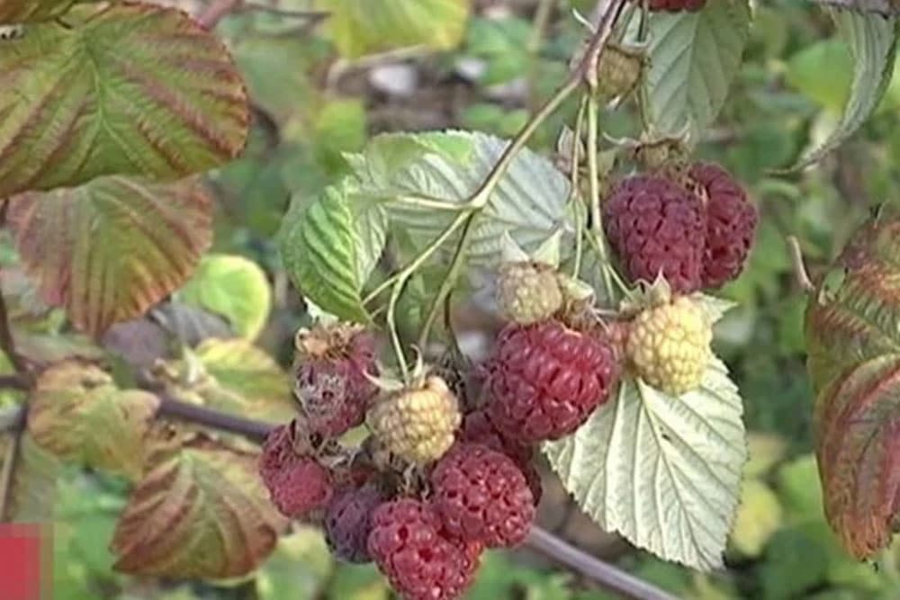 Otkupna cijena maline neće biti ispod 3 KM - Očekuje se velika potražnja zbog slabijeg prinosa