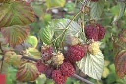 Sačuvajte rod malina - stručnjaci savjetuju šta da uradite do 1 aprila!