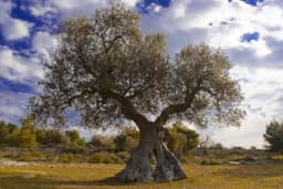 Poginuo berući masline