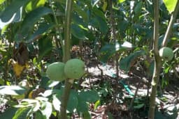 Da li orezivati orah i kako?