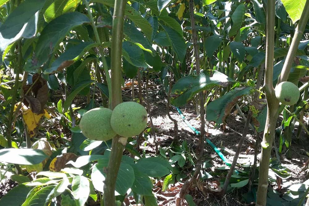 Da li orezivati orah i kako?