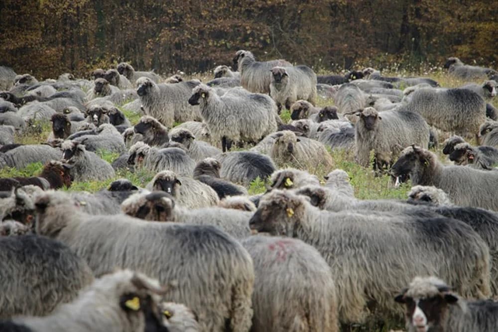 Psi lutalice poklali ovce na imanju kod Gradiške, šteta velika