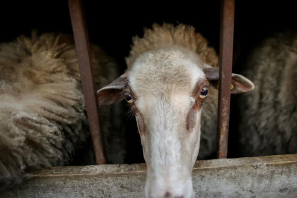 U toku policijskog časa ukrali ovcu, ispekli i pojeli