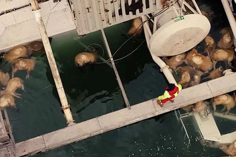 Spasilačke službe pokušavaju spasiti hiljade ovaca