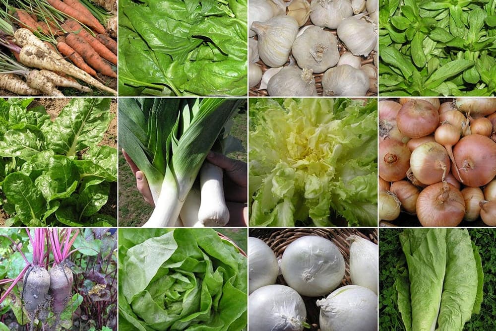 Počinju proljetni radovi - Kada saditi/sijati koje povrće?