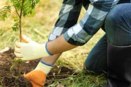 Pošumljavanje na klik iz udobnosti vlastitog doma