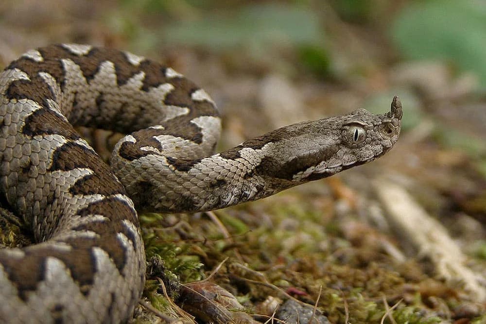 Poskoke izmamilo toplo vrijeme - jedan ujeo lovca za šaku