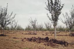 Izbor terena i priprema zemljišta za sadnju oraha