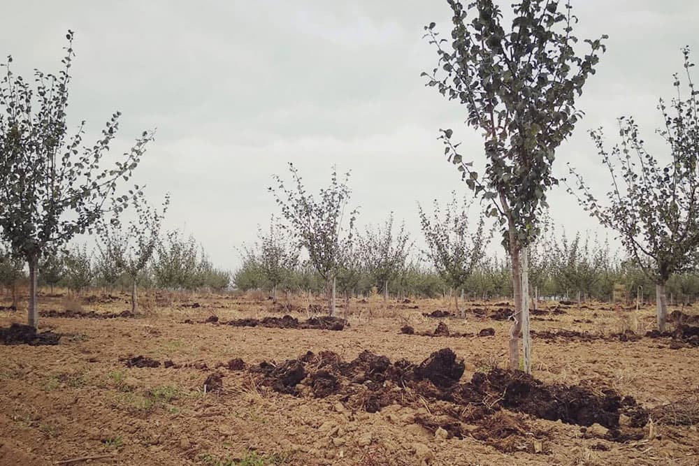 Izbor terena i priprema zemljišta za sadnju oraha
