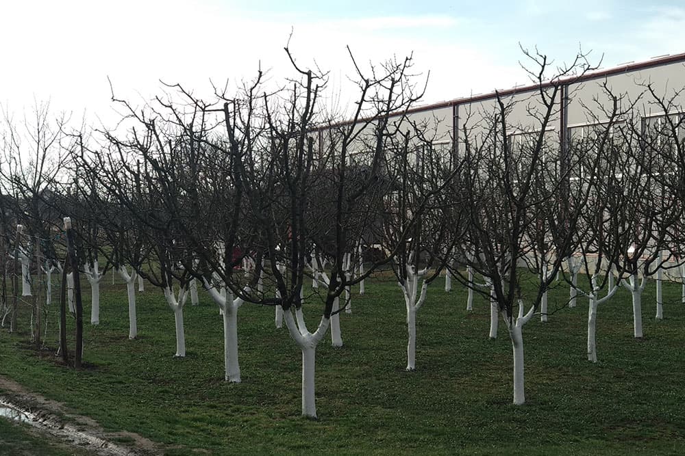 Osigurajte prinos u voćnjaku - Po opadanju lišća neophodno je da primjenite ove mjere