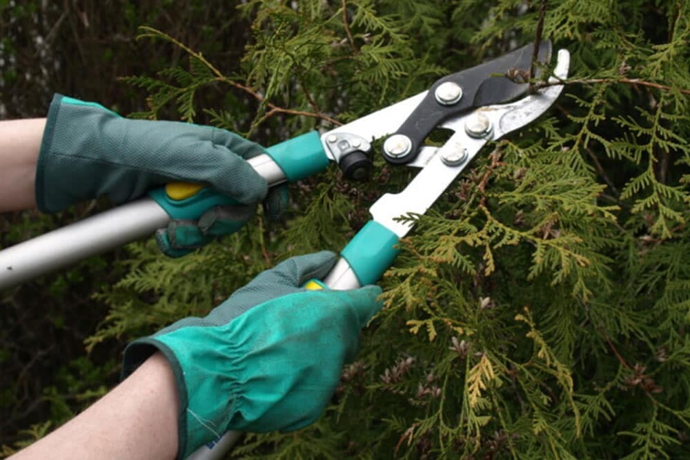 Kako i kada obaviti rezidbu četinara?