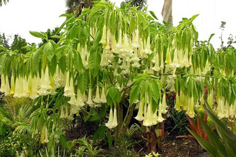 Anđeoska truba – očaravajuća, ali i otrovna