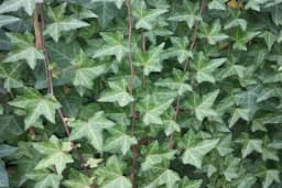 Listovi bršljana kao lijek